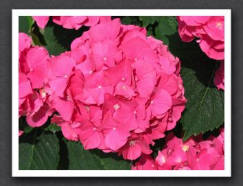 Hortensia2004 Macro